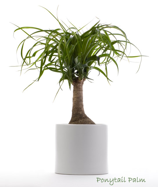 exotic house plants, ponytail palm