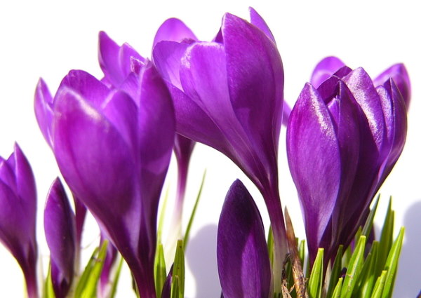 Purple Crocus Flowers winter flowering plants, crocus flowers