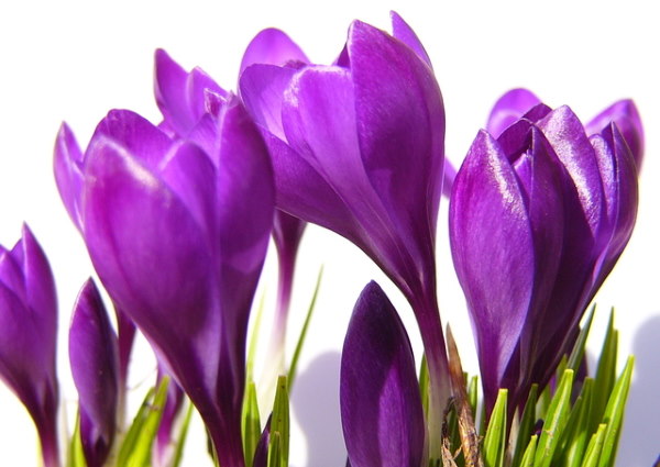 winter flowering plants, crocus flowers