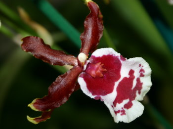 flowering house plants, oncidium