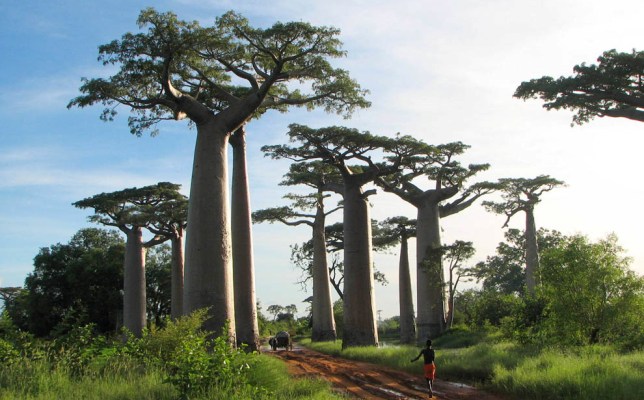Список самых необычных деревьев нашей планеты