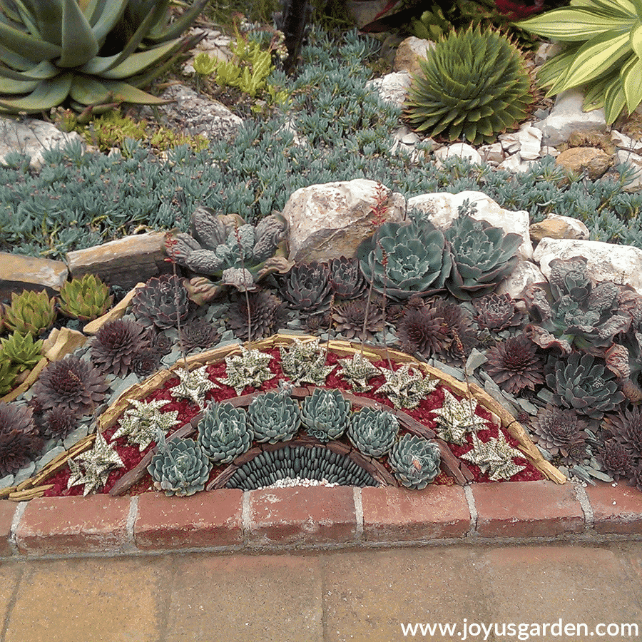 a colorful artful succulent garden at sherman library & gardens