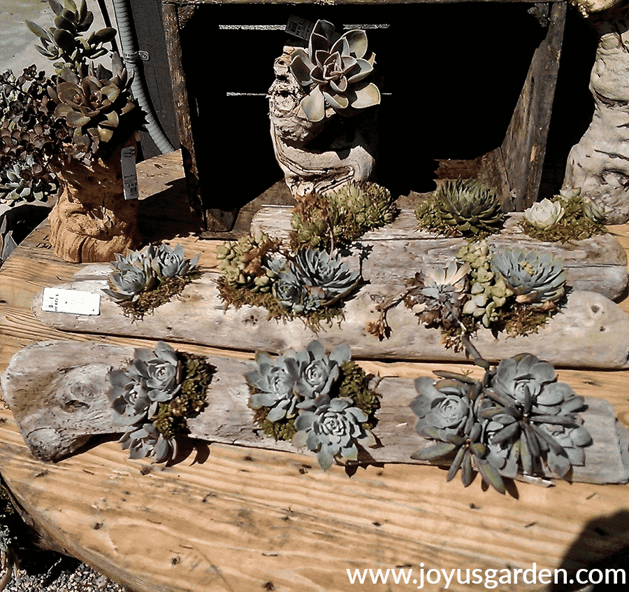 succulents planted in driftwood at roger