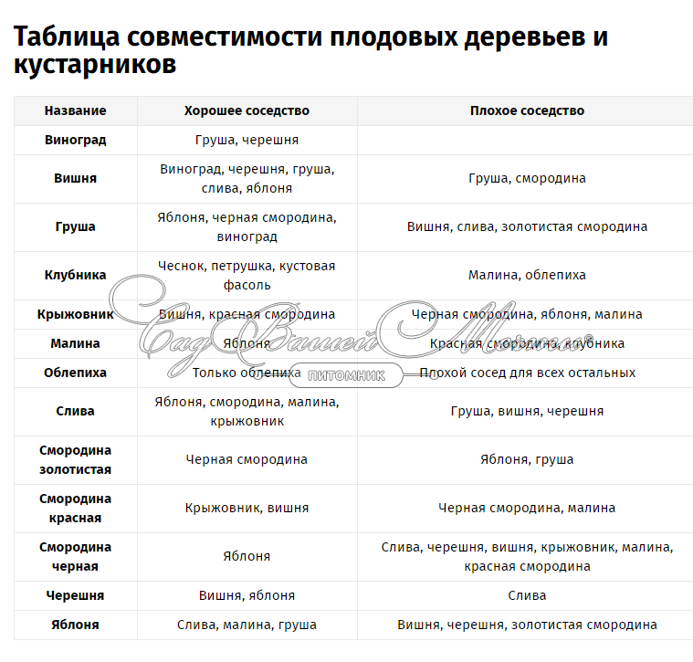 совместимость кустарников