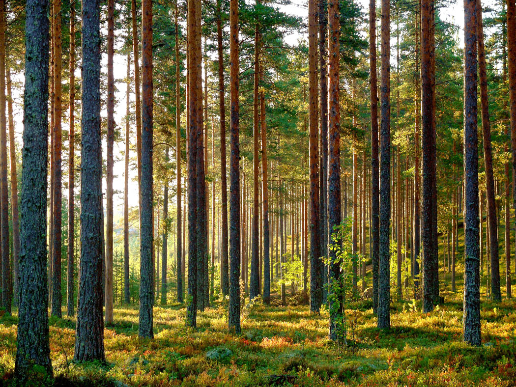 Lappish forests are the source for our ecological log house materials.