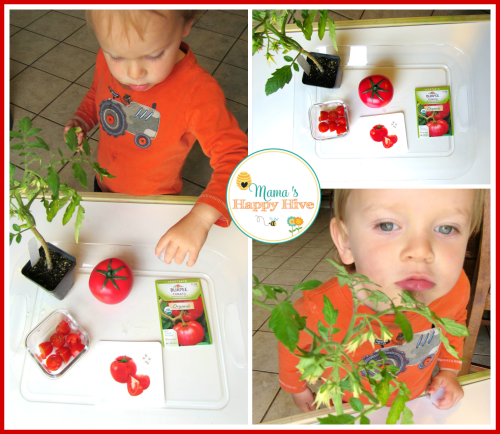 Tomatoes - www.mamashappyhive.com