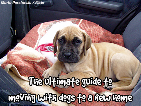 how moving affects dogs