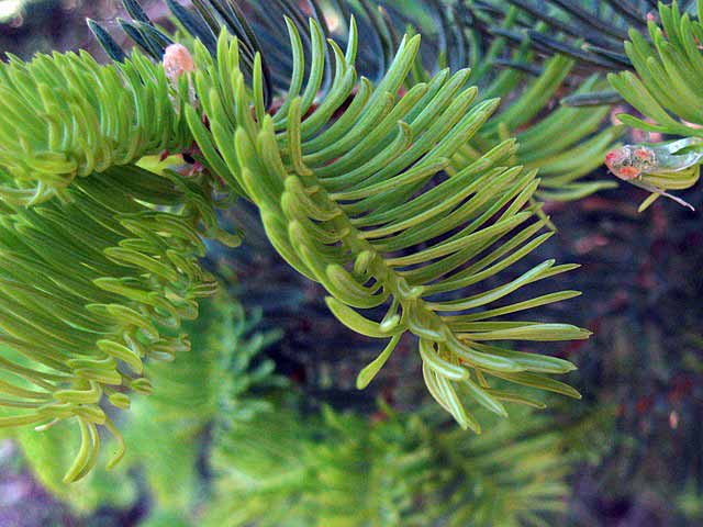 evergreen pine tree needles.jpg