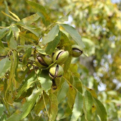 Pawnee Pecan