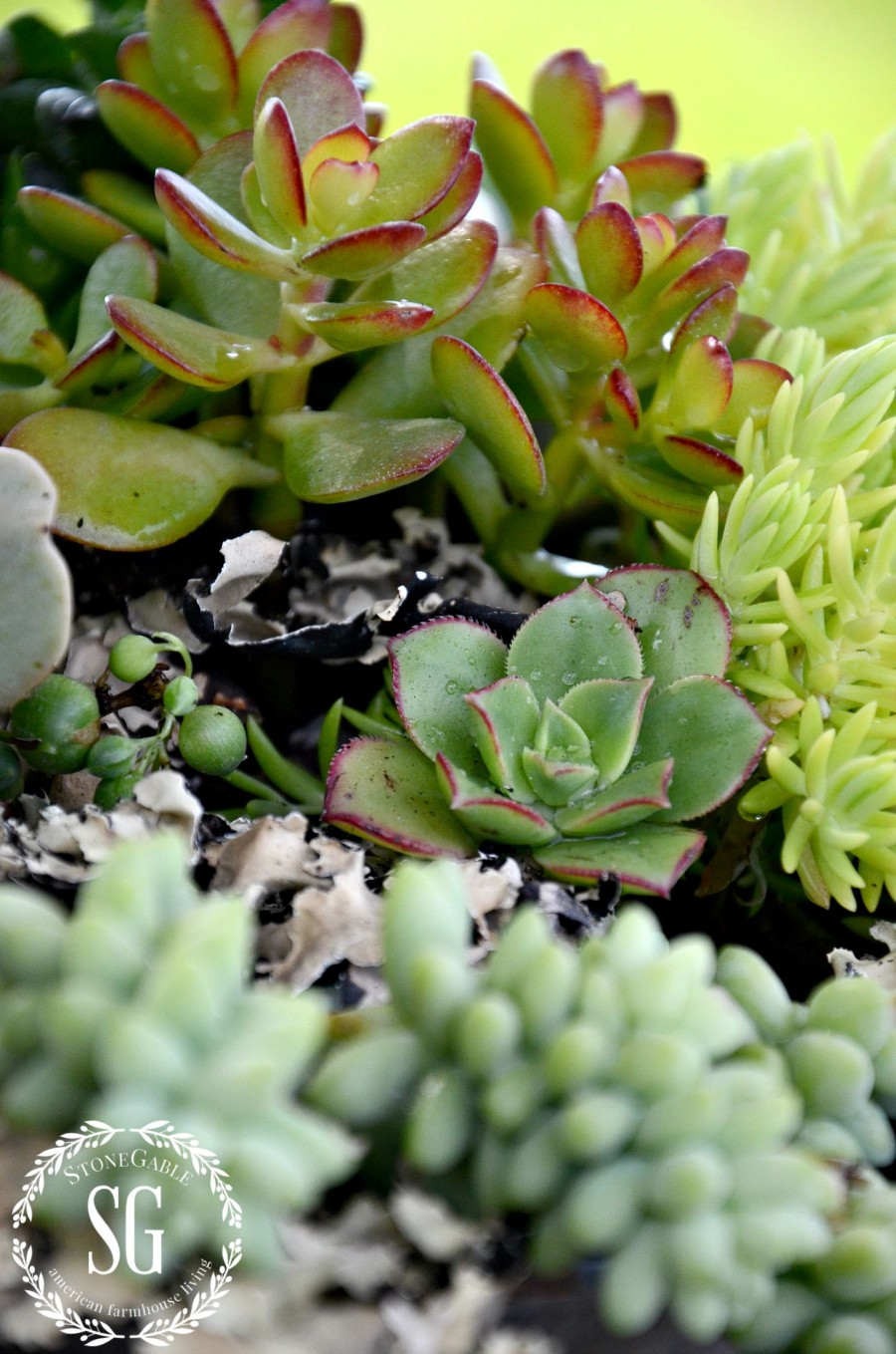 HOW TO PLANT SUCCULENTS-a variety of succulents-stonegableblog.com