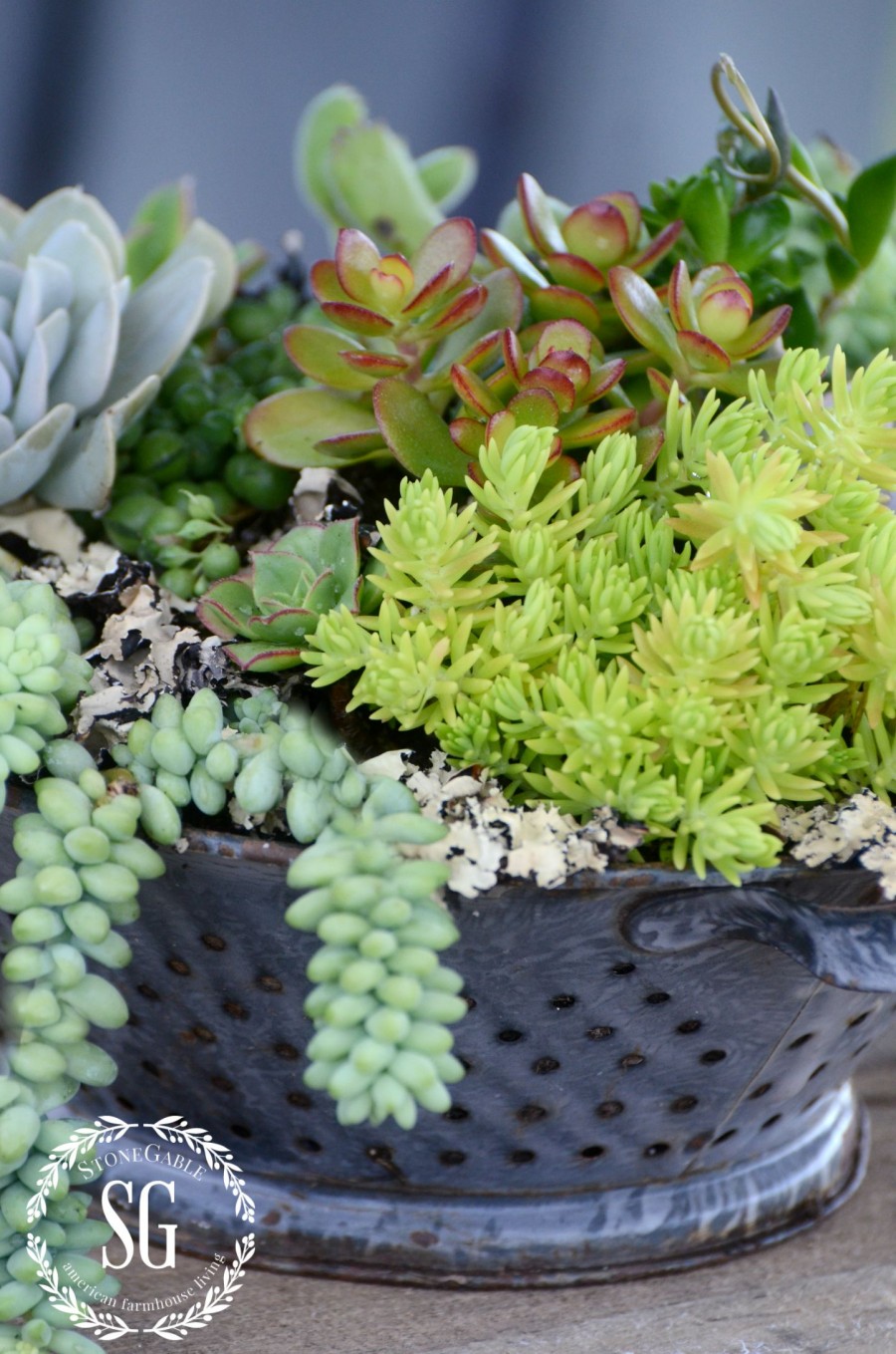 HOW TO PLANT SUCCULENTS-succulents planted in collander-outdoors-stonegableblog.com
