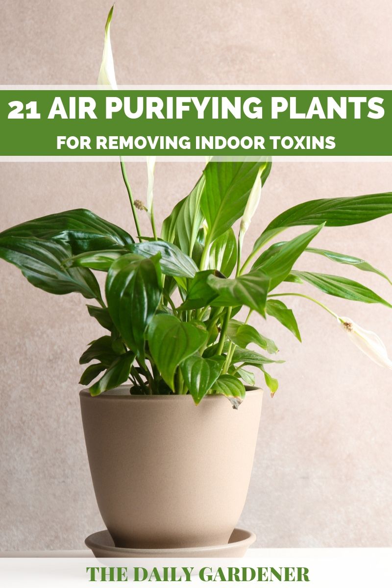 purify air plants 2