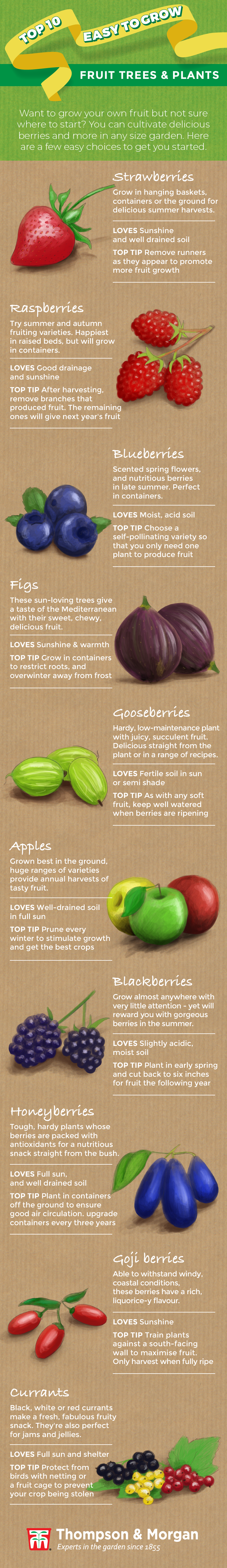 top ten easy to grow fruit infographic