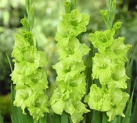 Gladiolus cut flowers