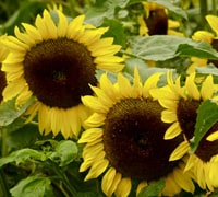 Sunflower cut flowers