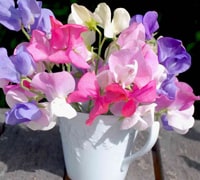 sweet pea flowers in jug vase