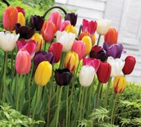 Tulip cut flowers