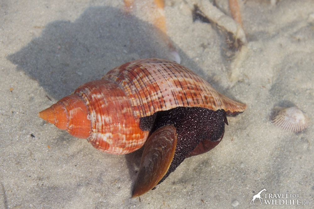 Live True Tulip, living shells on Sanibel Island, Florida