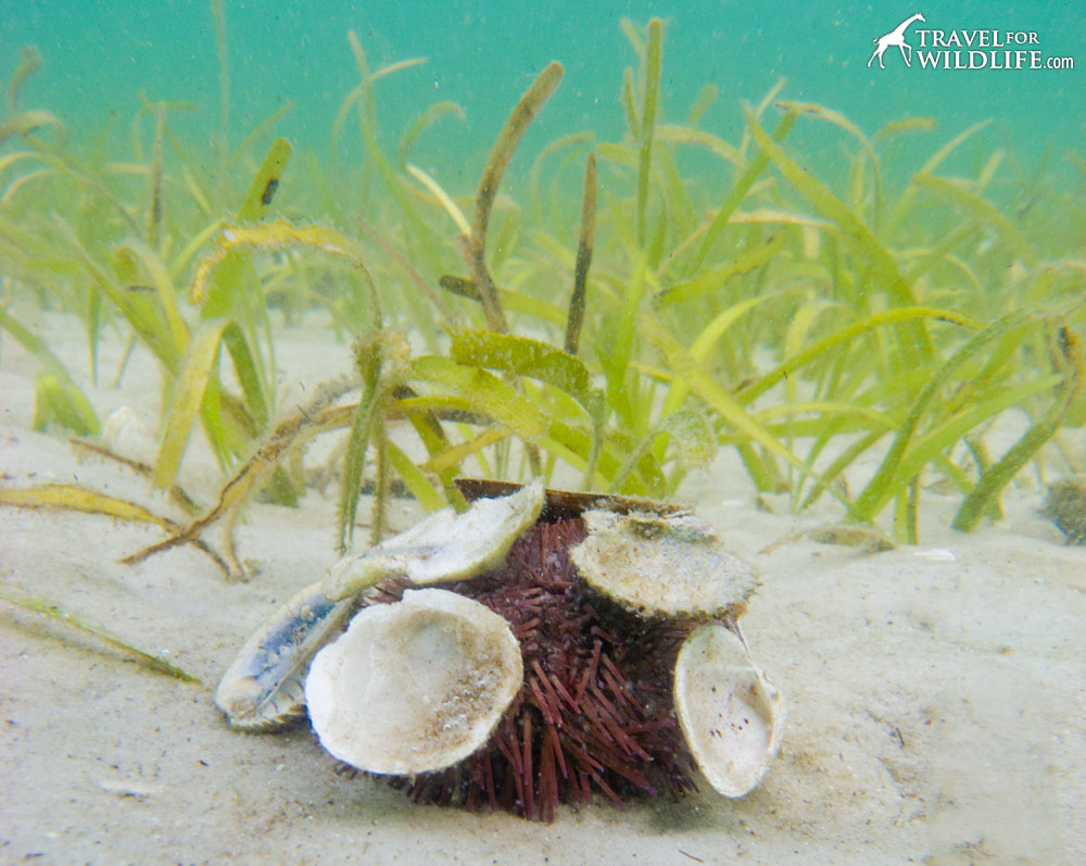 A sea urchin using carrying sea shells for camouflage in Florida