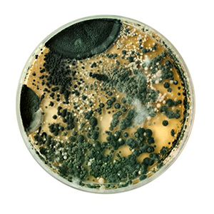 Mold-Spores.jpg