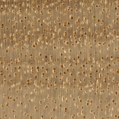 Avodire (endgrain 10x) Avodire (endgrain 10x)