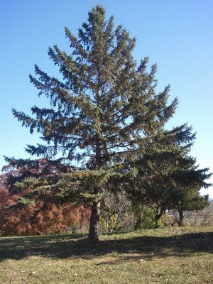 Spruce Tree (excurrent form) Spruce Tree (excurrent form)