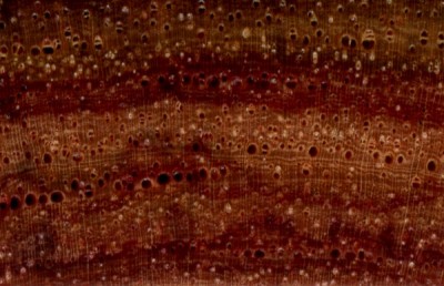 Tulipwood (endgrain 10x) Tulipwood (endgrain 10x)