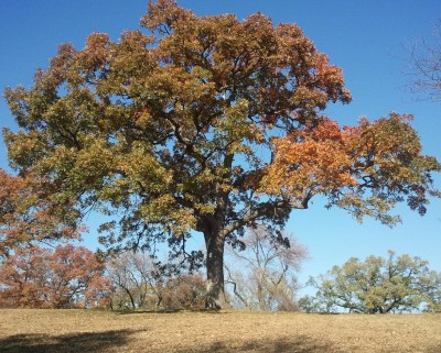 White Oak Tree (dendritic form)