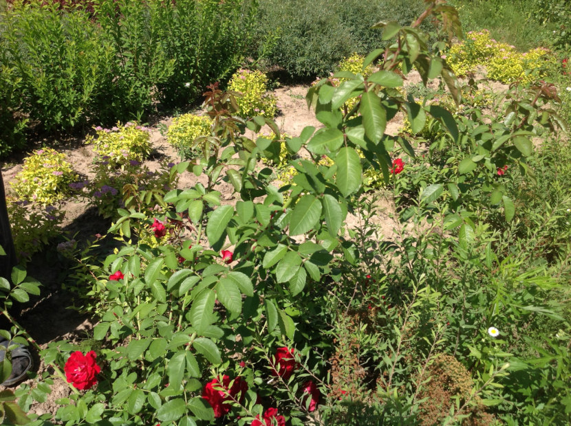 Низкорослые кустарники для сада фото и названия многолетние цветущие